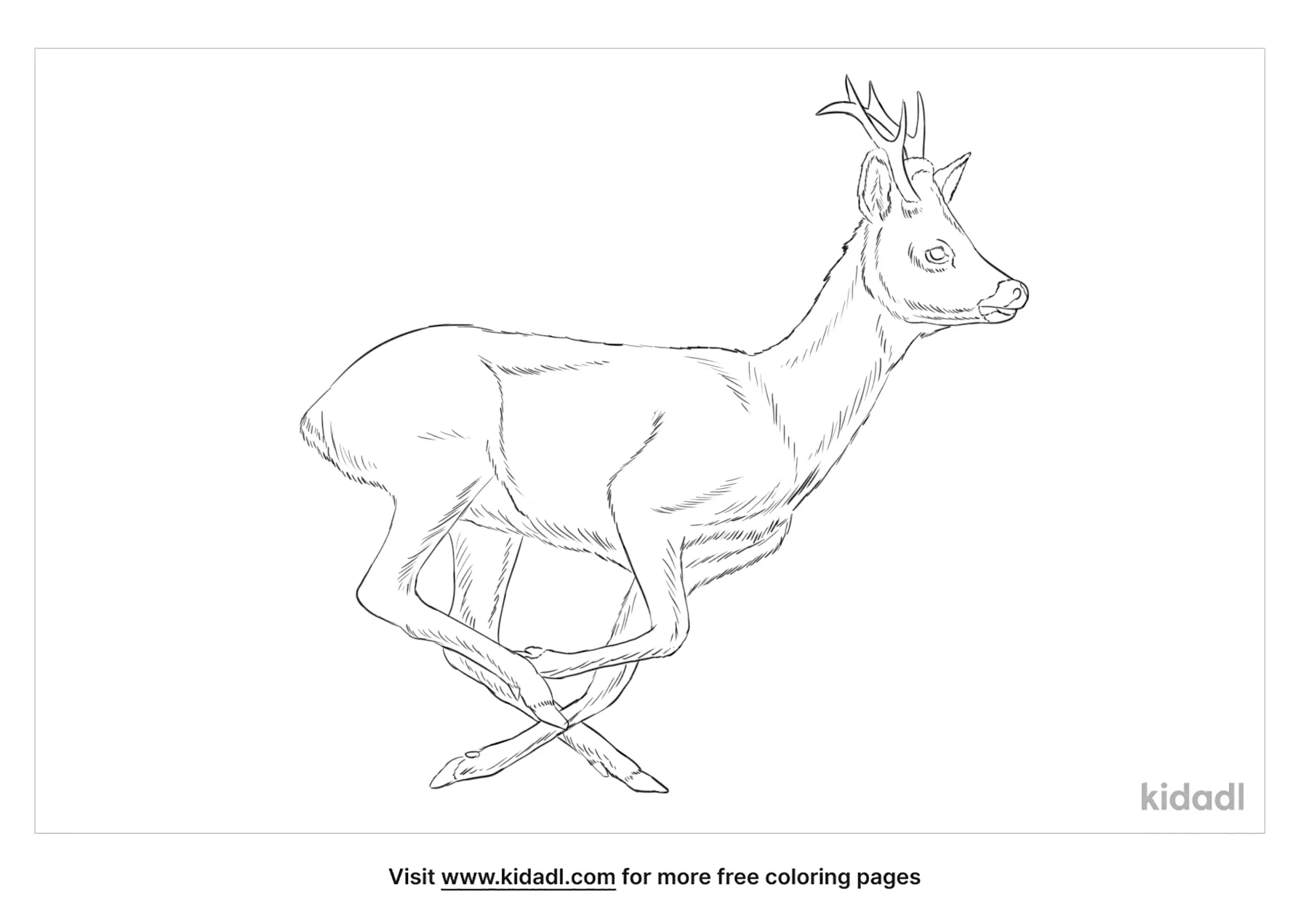 deer coloring pages print