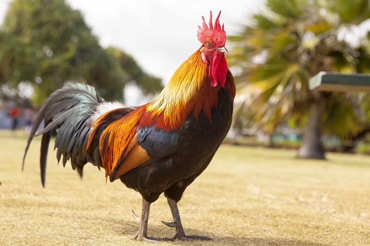 A male chicken known as rooster