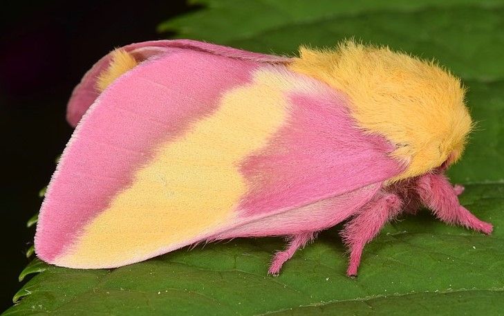 Rosy maple moth has pink and yellow color on its body