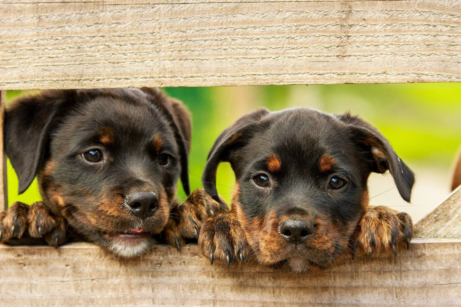 Two dog puppies peeking out of the fence