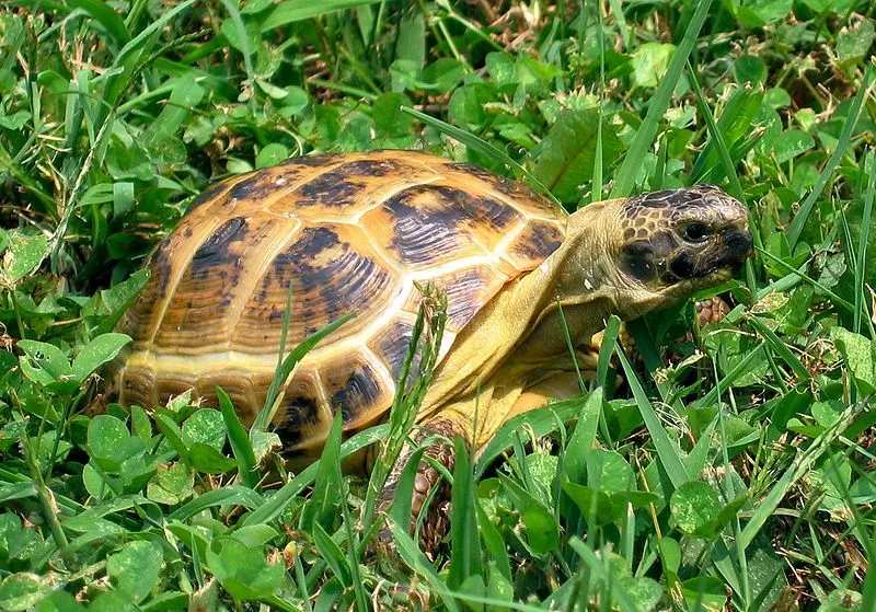 Know about the characteristics and habitat of the Russian Tortoise.