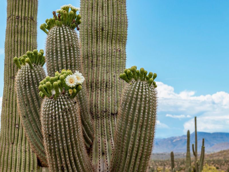 Sagauro Cactus Flowers in spring time in the Arizona Desert