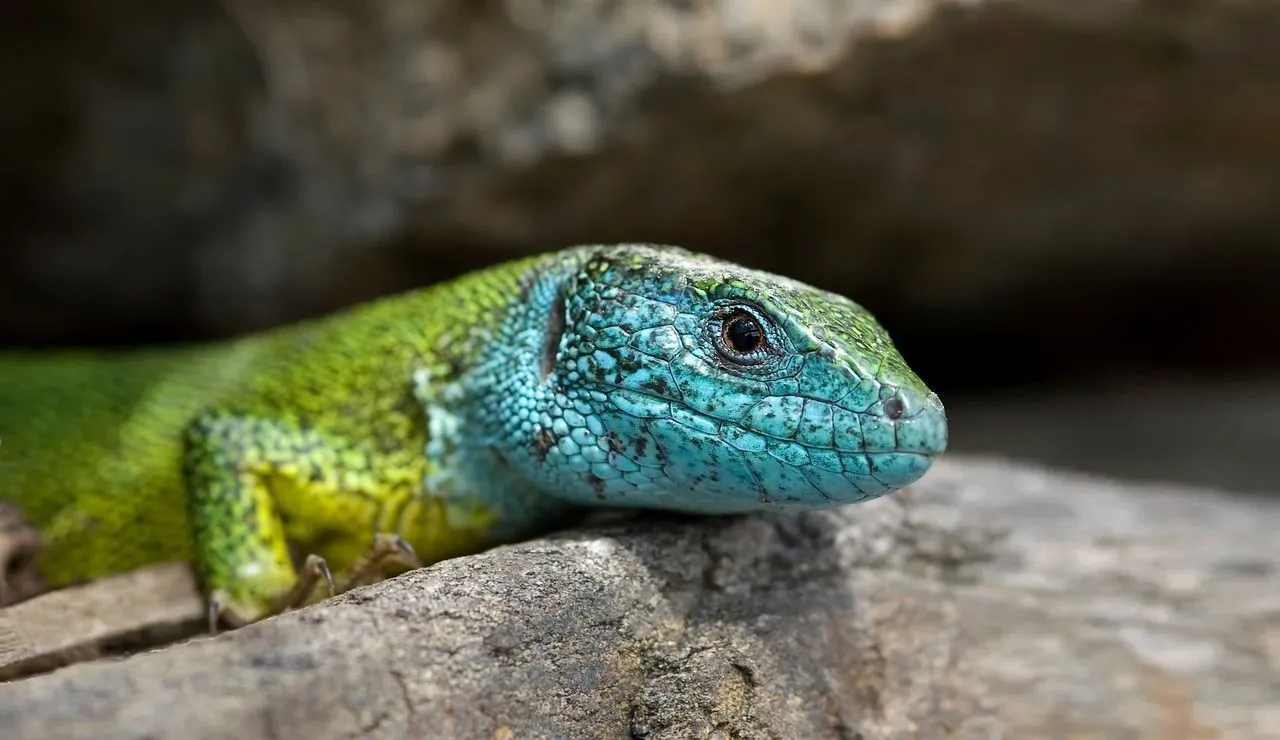 Populations of salamanders are spread across the wild habitat.