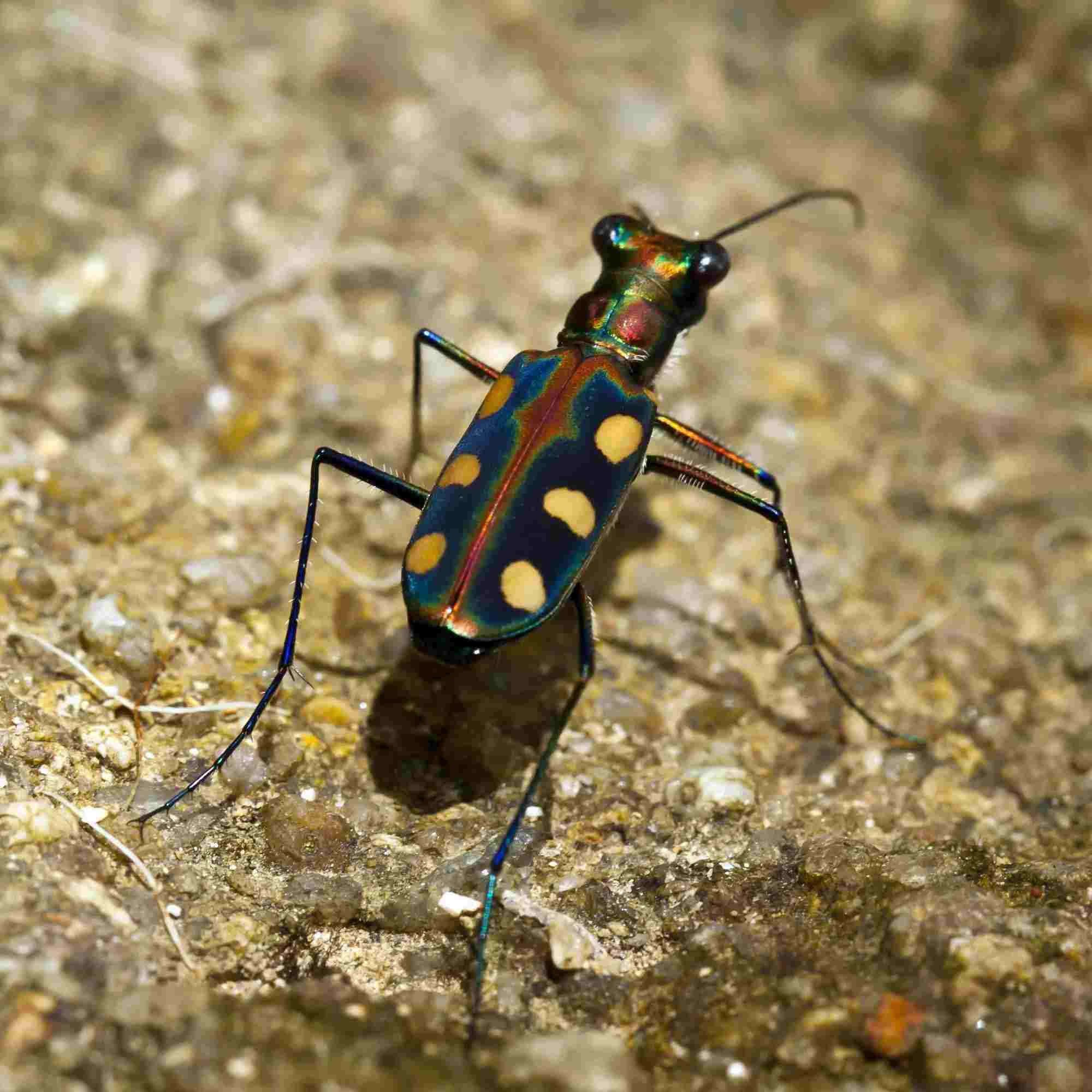 Fun Salt Creek Tiger Beetle Facts For Kids | Kidadl