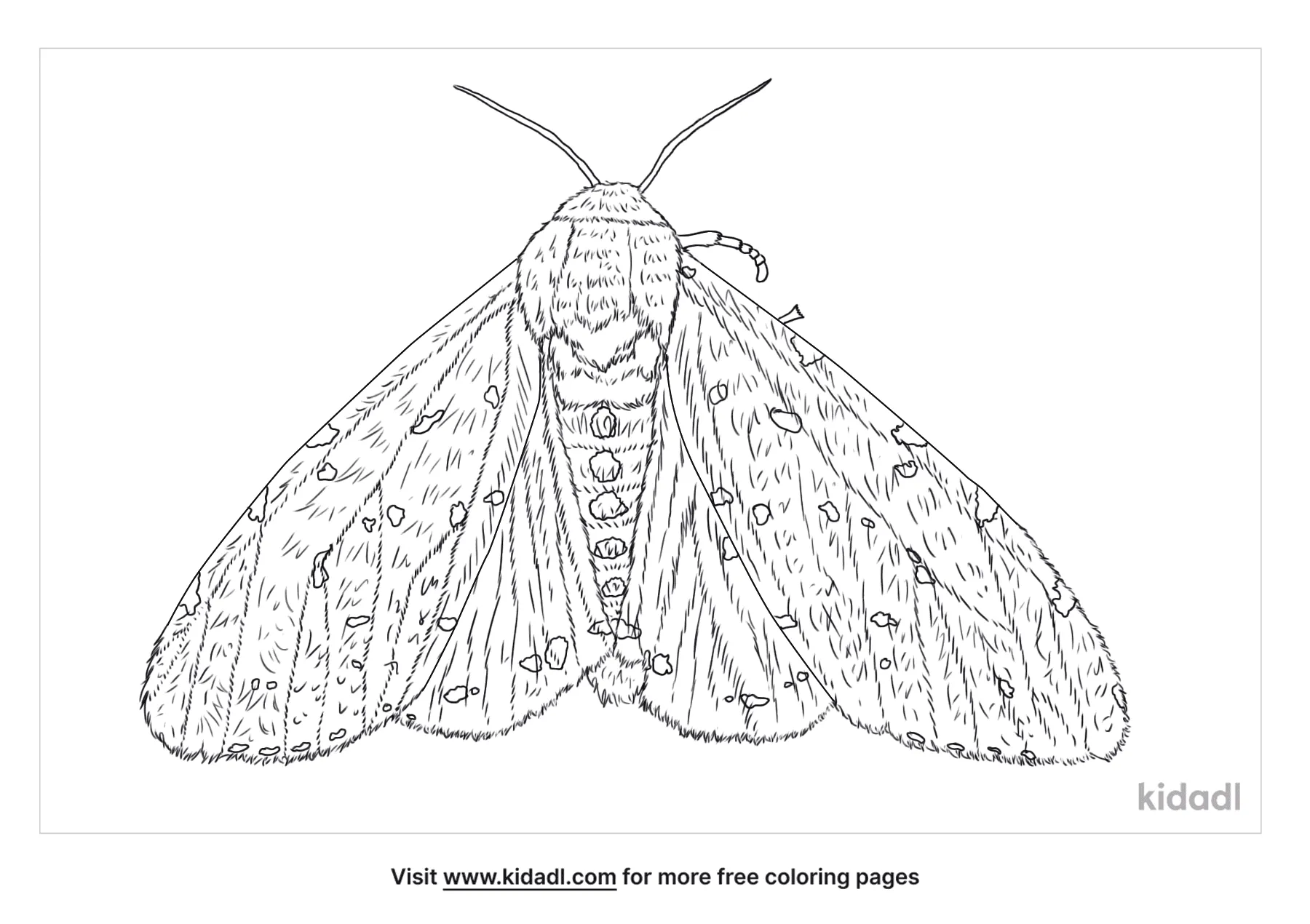 Salt Marsh Moth Coloring Page
