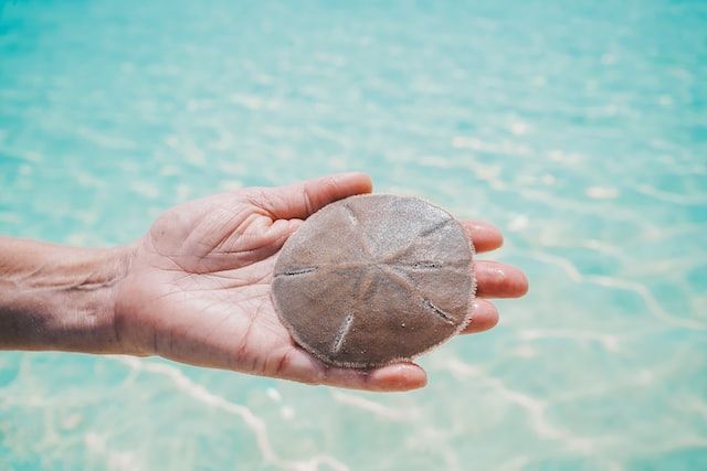 These sand dollar facts portray the marine life of these species related to sea urchins.