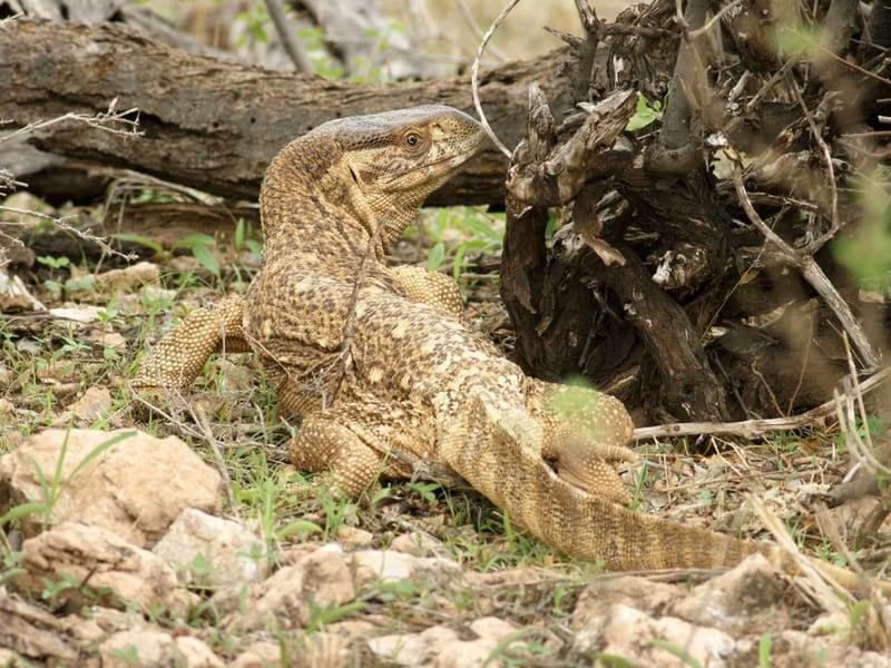 All about the characteristics and habitat of the Savannah Monitor.