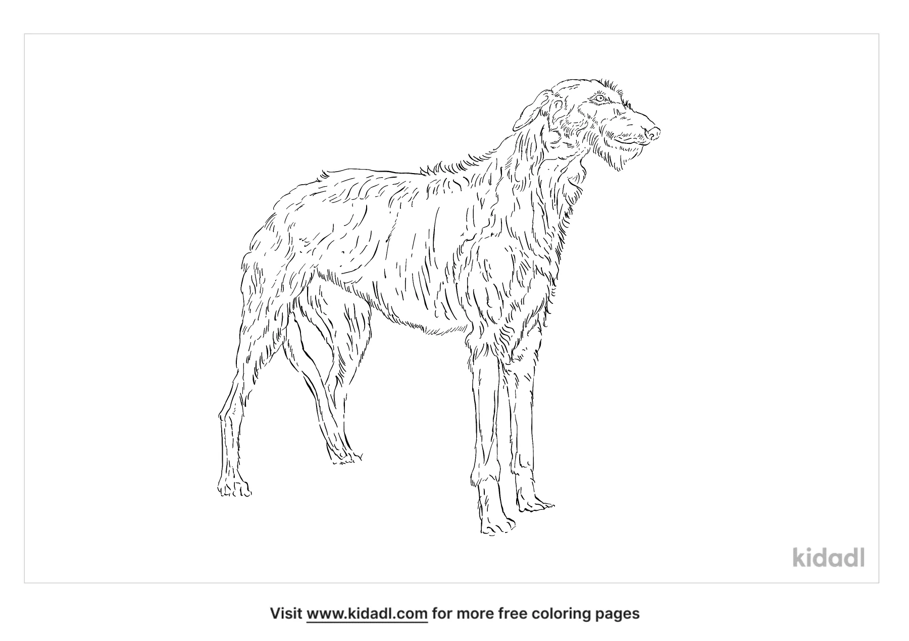 Scottish Wolfhound Coloring Page