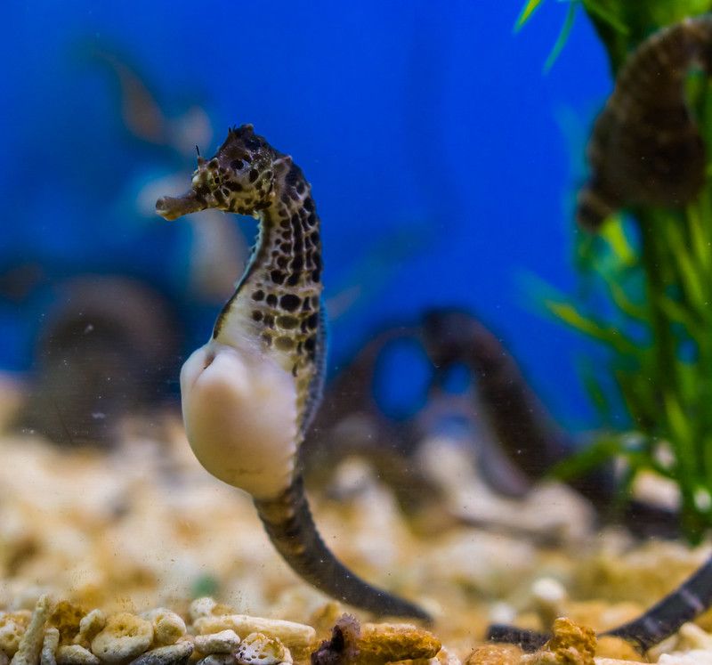 Why Do Male Seahorses Give Birth