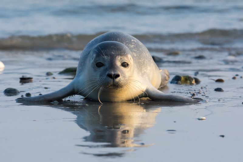 Seal pup lying on the beach.