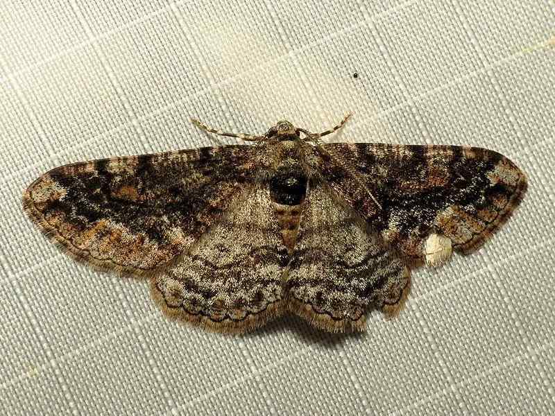 geometer moth is a second-largest butterfly