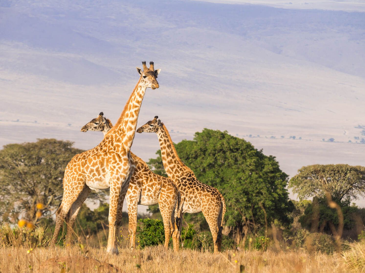 Sensational Savanna Animals: Definitions And Examples Listed For Kids |  Kidadl