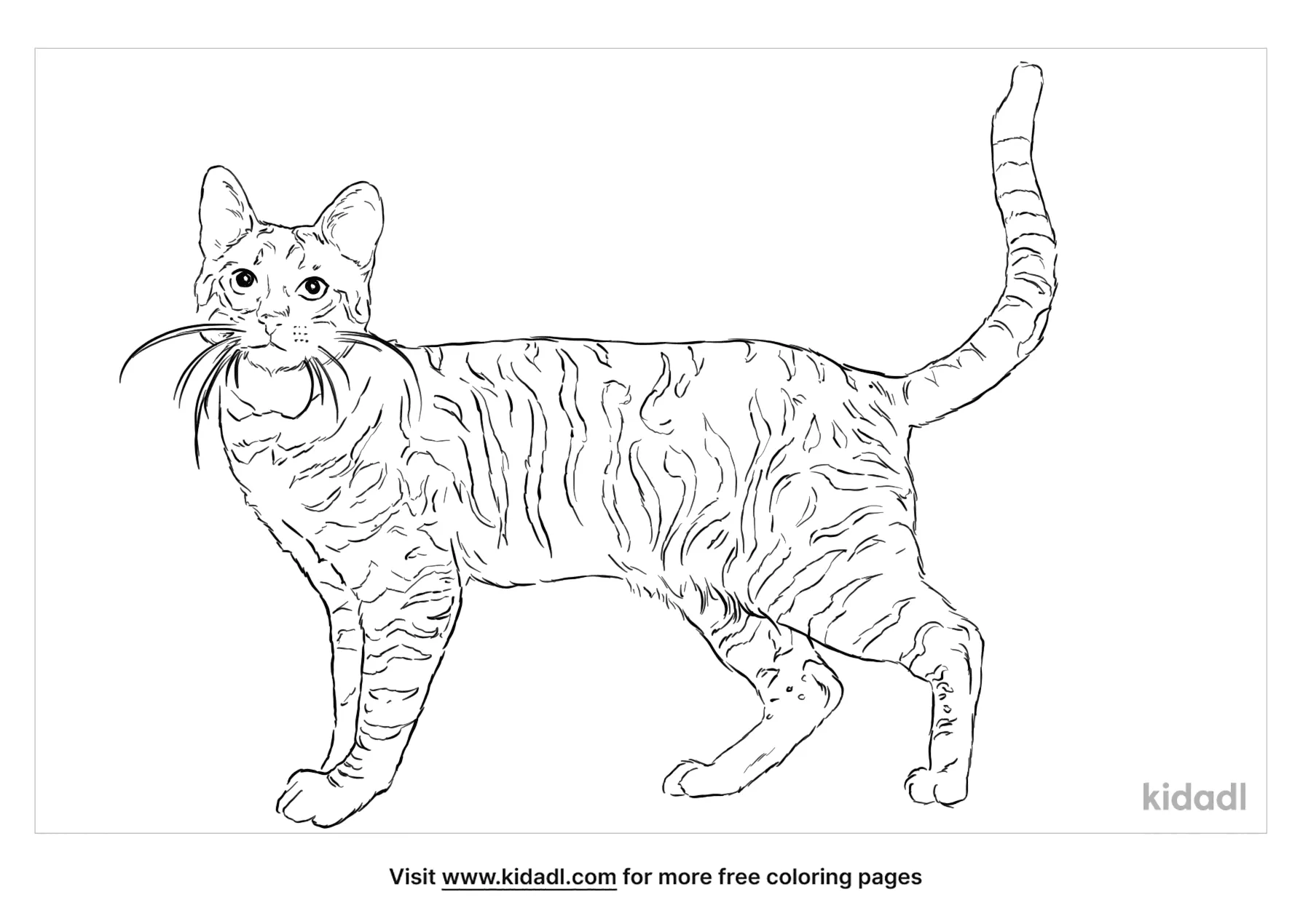 baby cat coloring pages