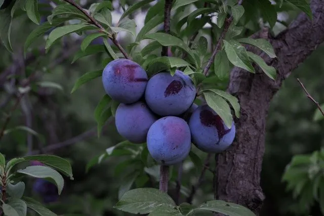 One of the plum facts is that plums can be as large as baseball and as small as cherries.