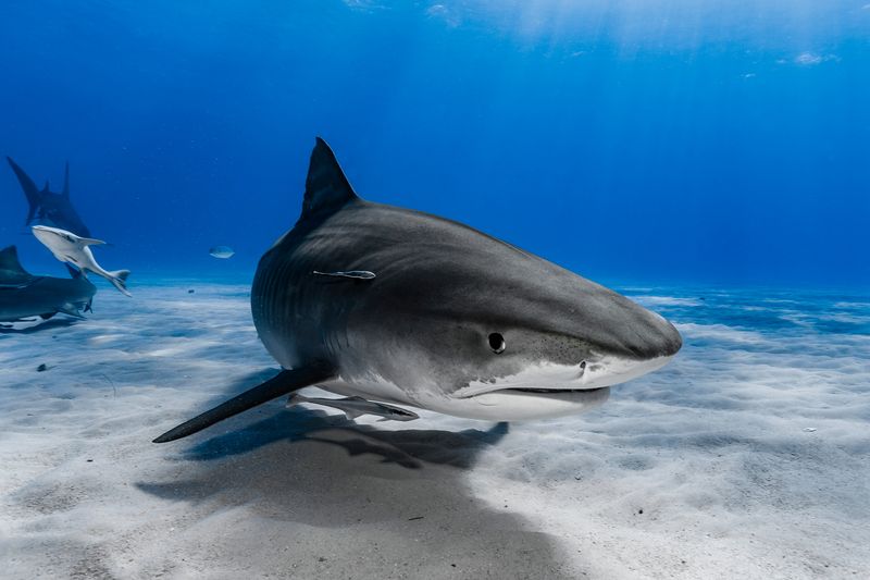 Tiger Shark swimming over the seabed.
