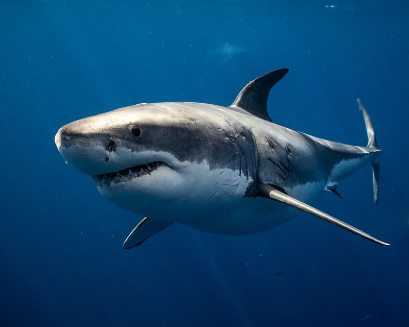 Great White Shark Close up Shot.