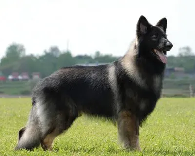 does the shiloh shepherd attack humans