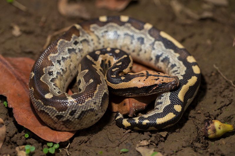 Borneo short tailed blood python snake curled on ground