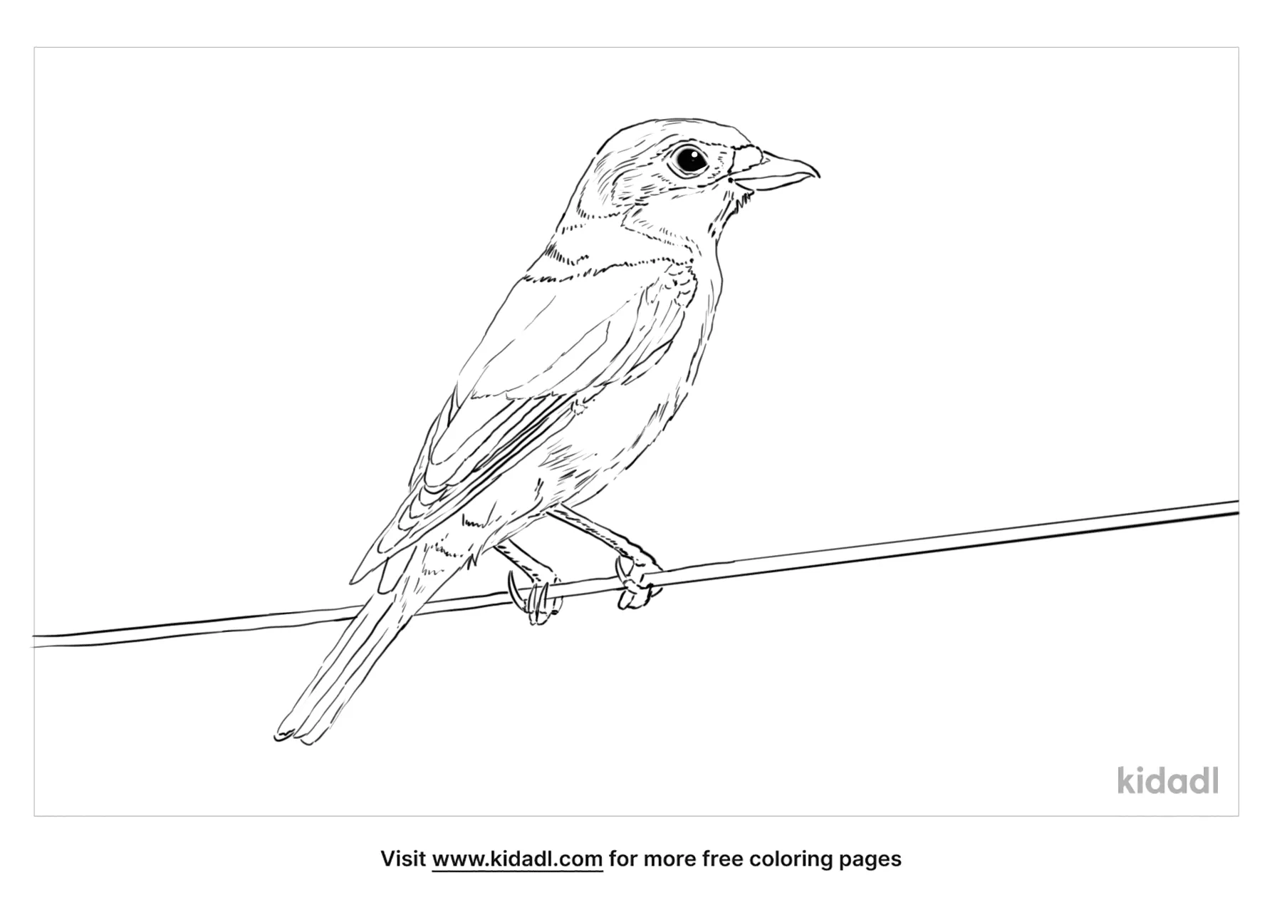 Shrike Coloring Page