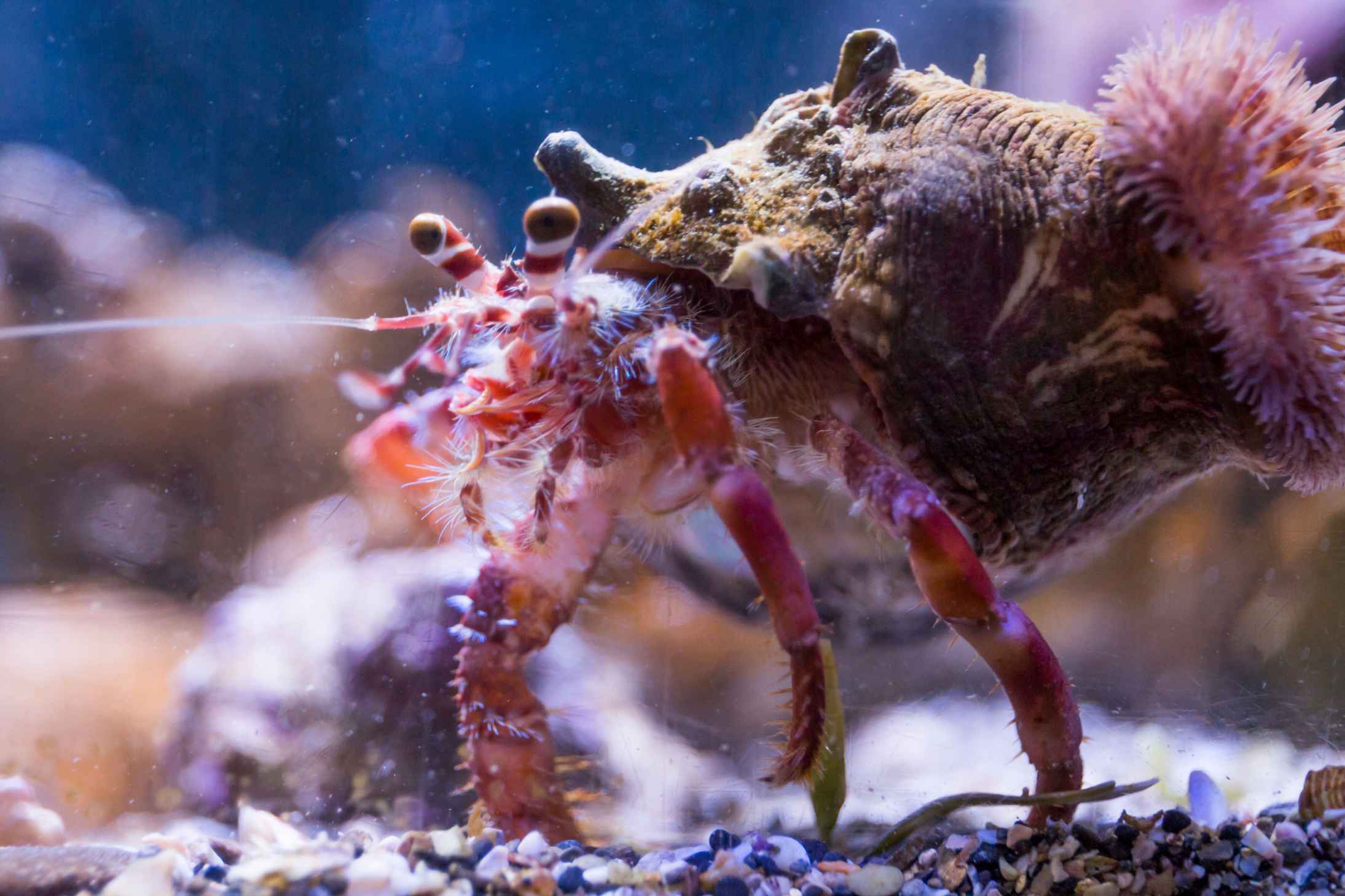 Anemone hermit crab in water