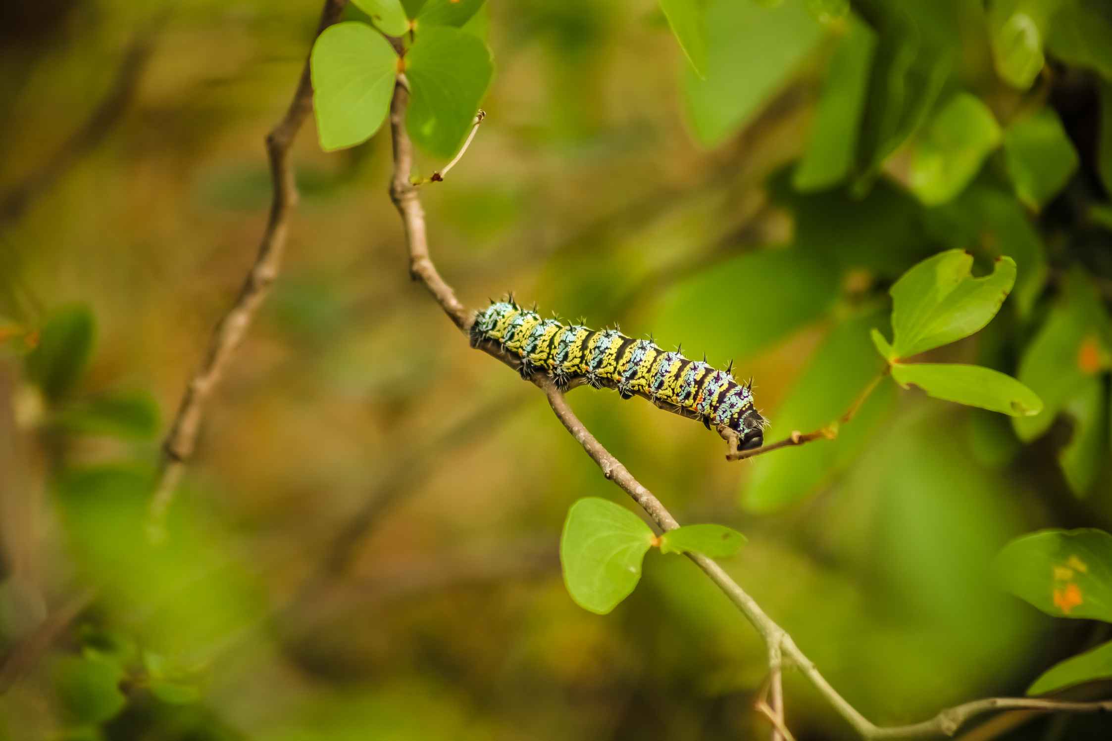 where-do-tomato-worms-come-from-how-to-get-rid-of-tomato-hornworms