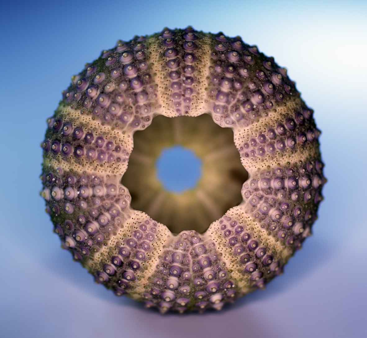 Sea Urchin having a perfect radial symmetry