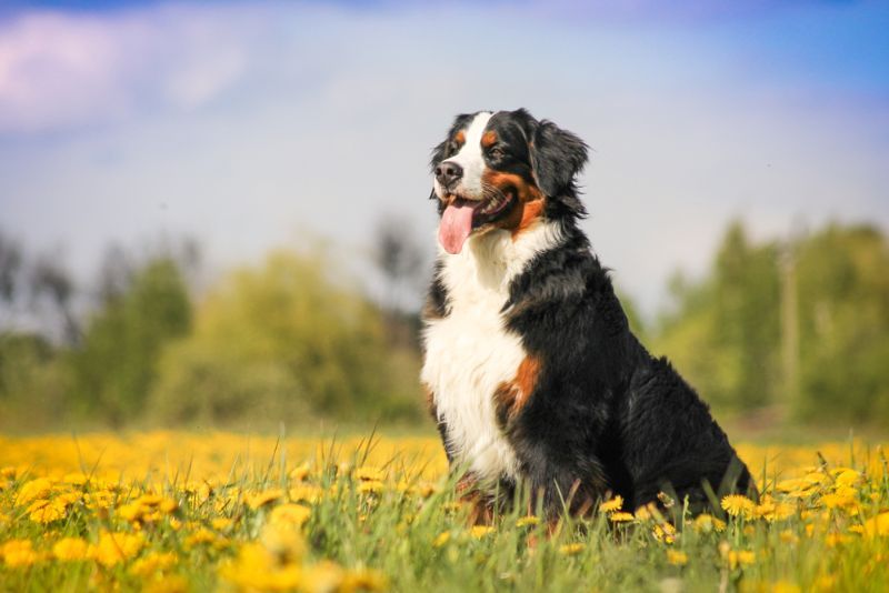 Bernese mountain dog in beautiful spring flowerd field