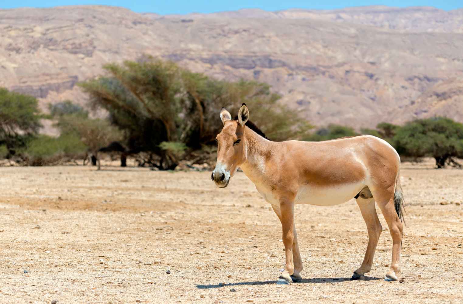 Onager (Equus hemionus), an Asian wild donkey 