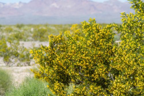 Creosote bush with blured background