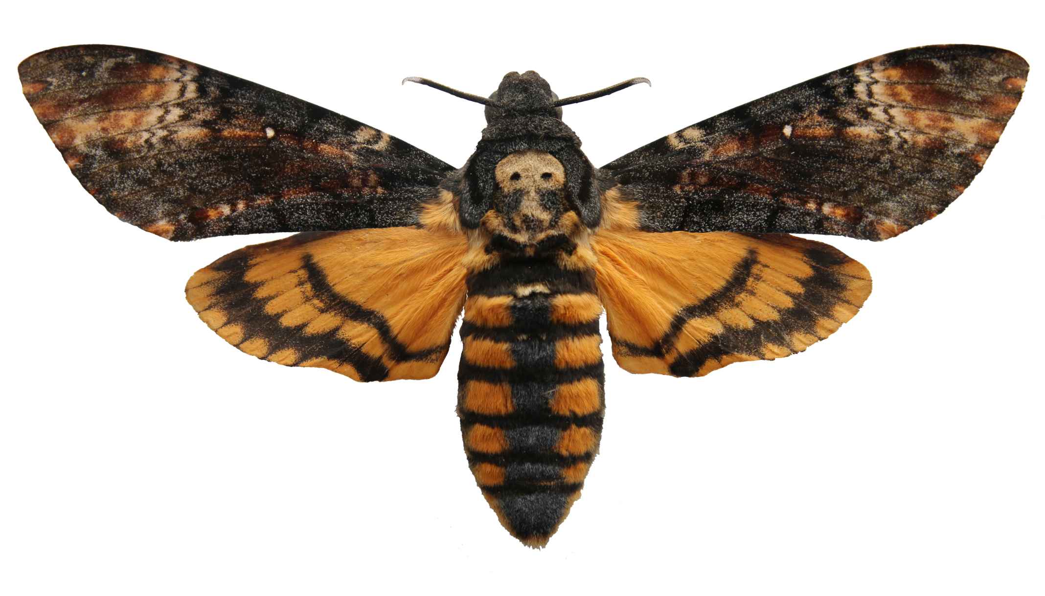 Achatina moth butterfly moth's head