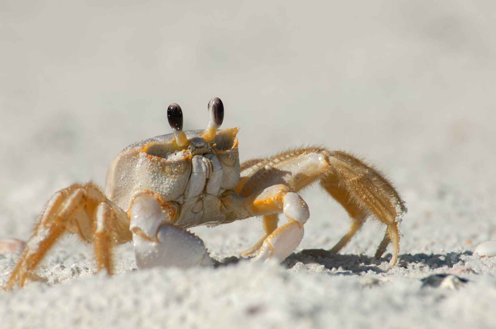 A semi terrestrial ghost crab on beach.