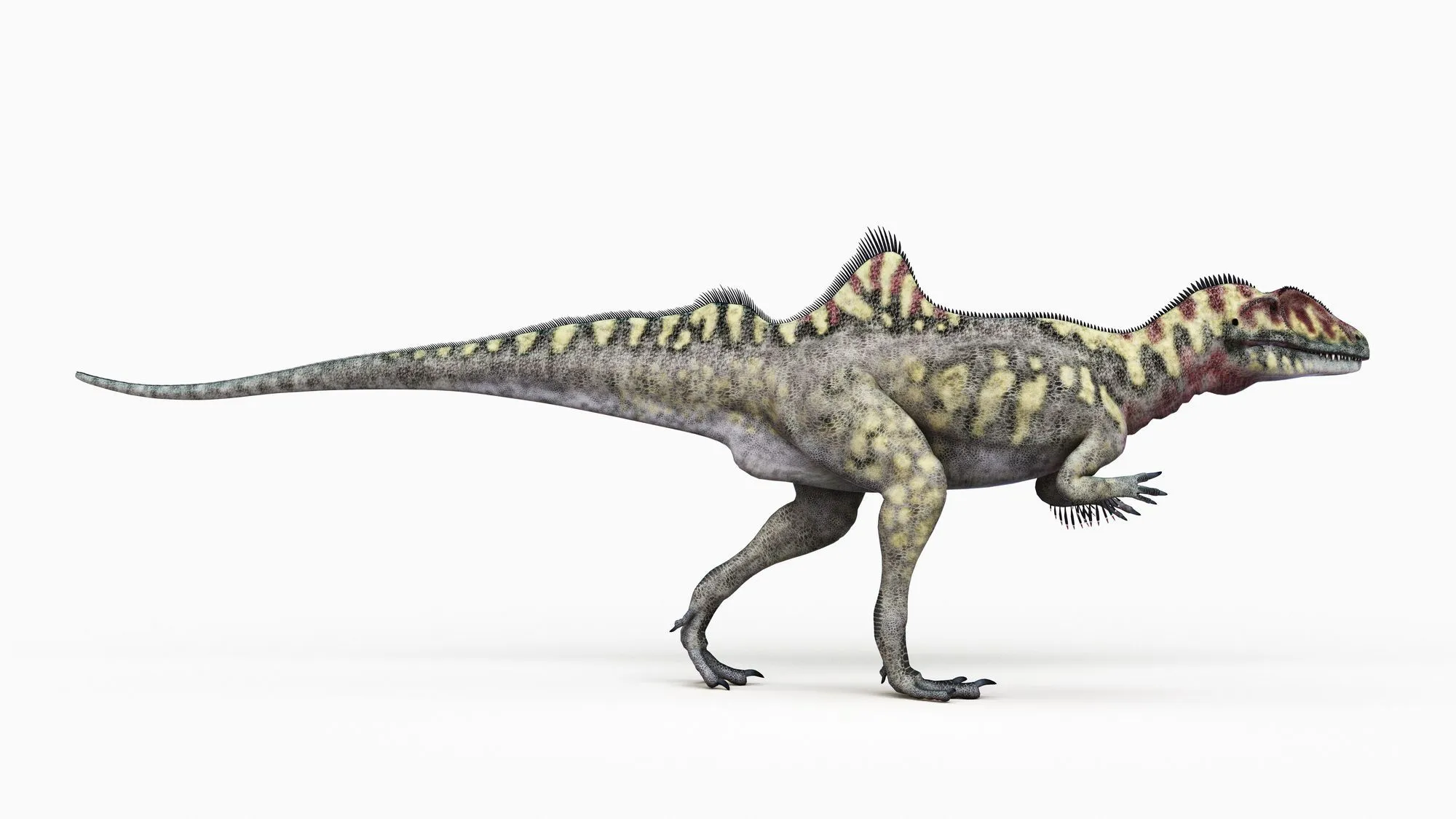 One Concavenator fact is that fossils of this dinosaur with a hump have been found in Spain.