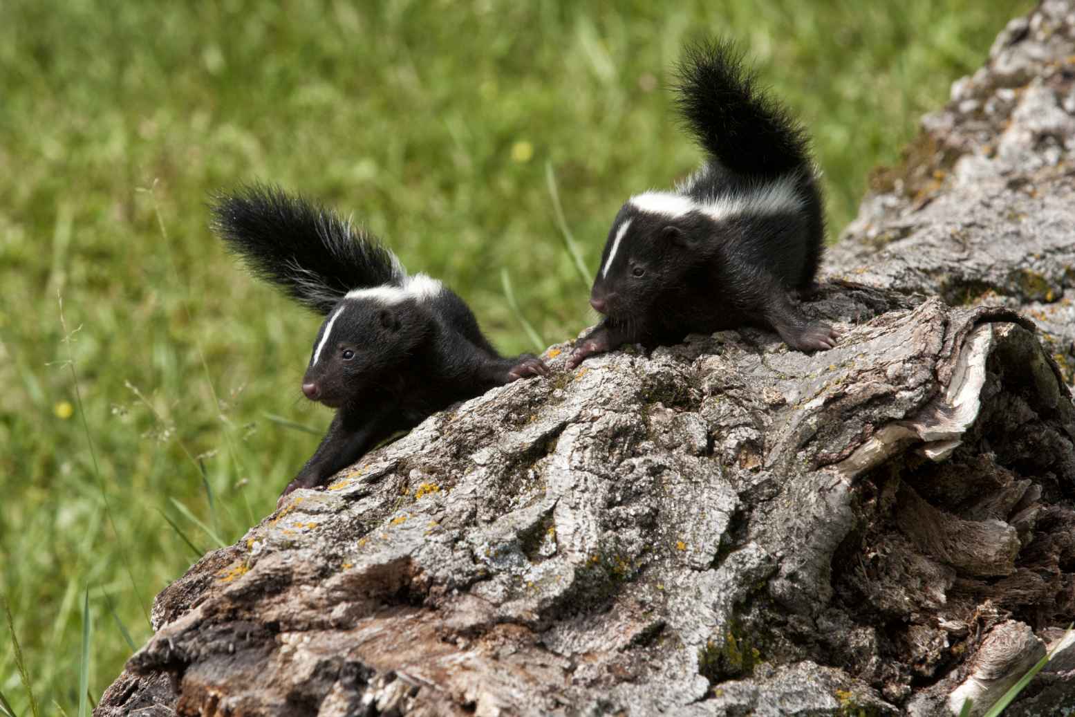 Two baby skunks on log