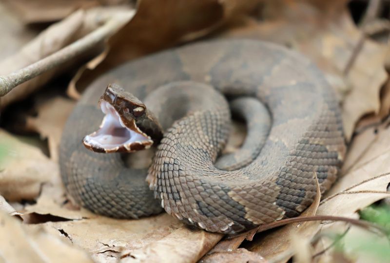 The very poisonous cottonmouth snake