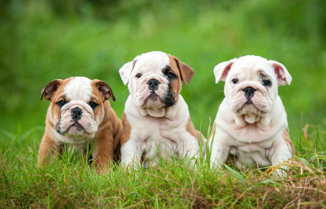 Do Bulldogs Shed? Learn How To Care For Your Bulldog's Hair | Kidadl