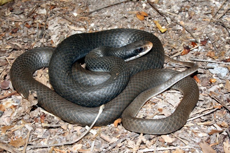 Southern Black Racer snake coiled on ground.