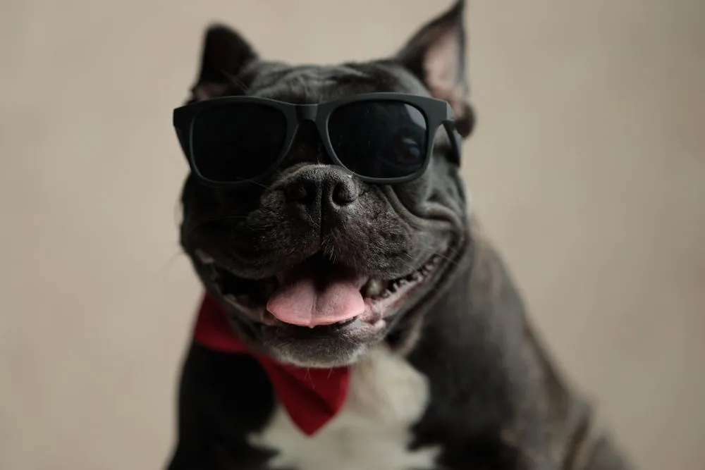 A badass French Bulldog wearing black sunglasses
