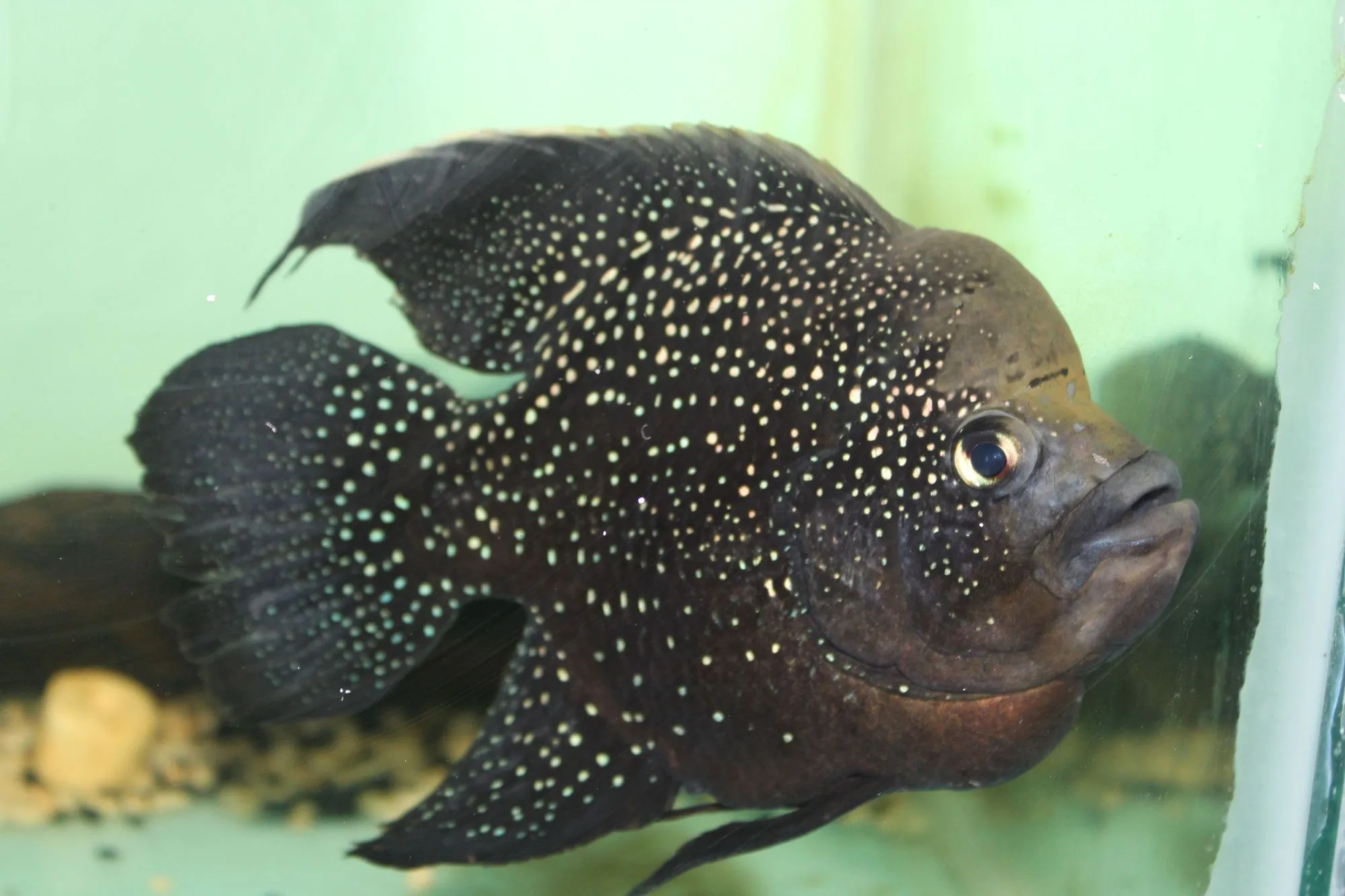 black diamond cichlid