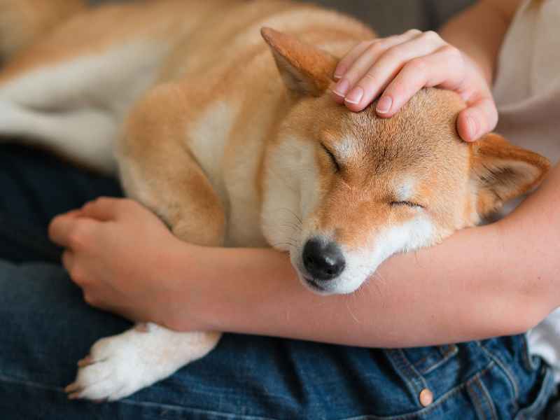 A woman petting a cute red Shiba Inu dog 