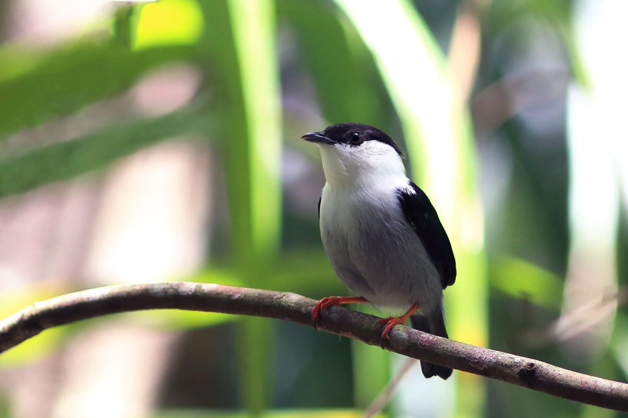 White-bearded manakin facts talk about the species of birds found in tropical South America