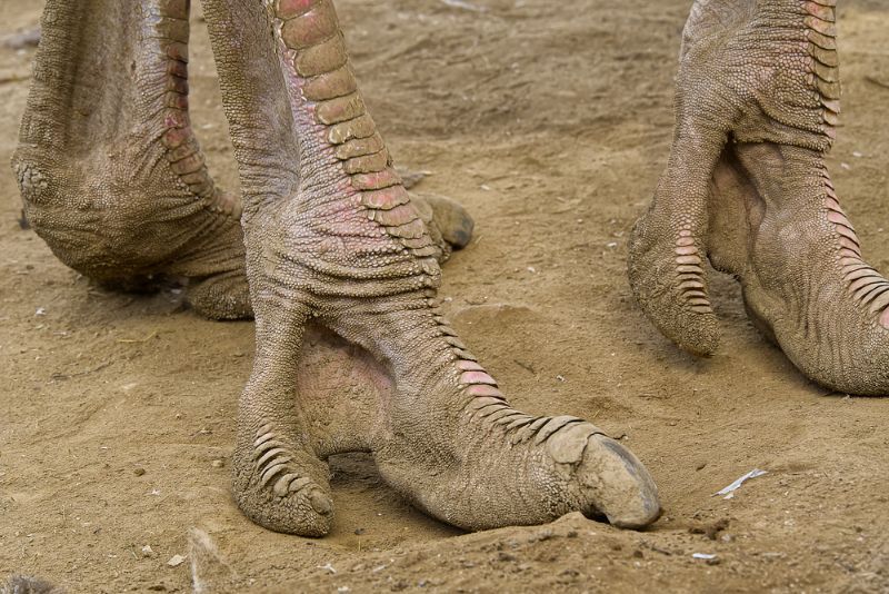 Ostrich legs on sand 