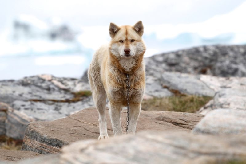 Greenlandic sled dog standing on rocks