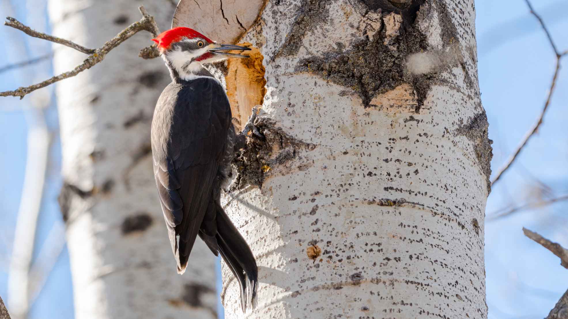 Male adult Pileated Woodpecker (Dryocopus pileatus) bird pecking a hole in a tree trunk 