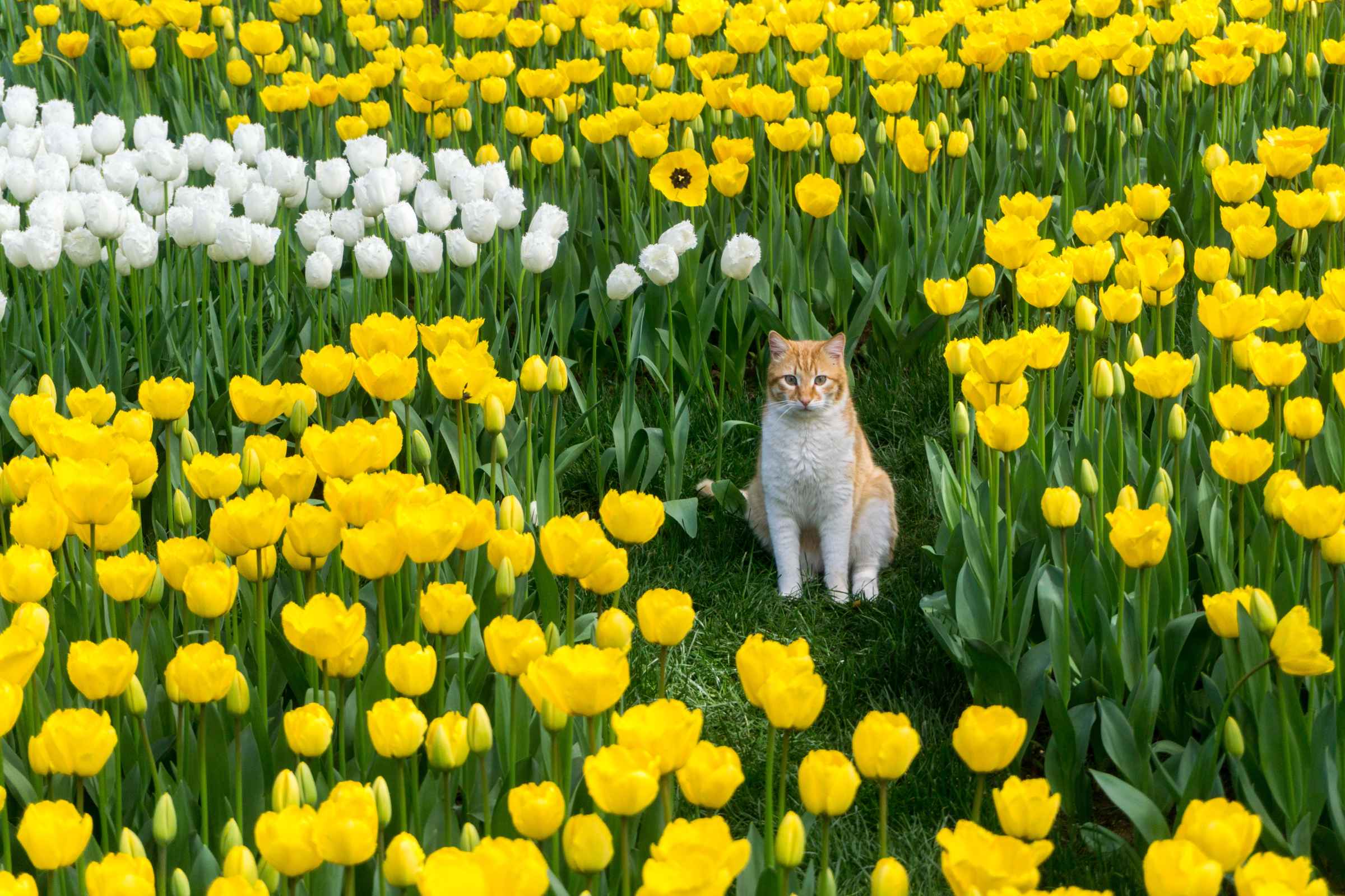 Flowers For Felines Explained Are Tulips Poisonous To Cats? Kidadl