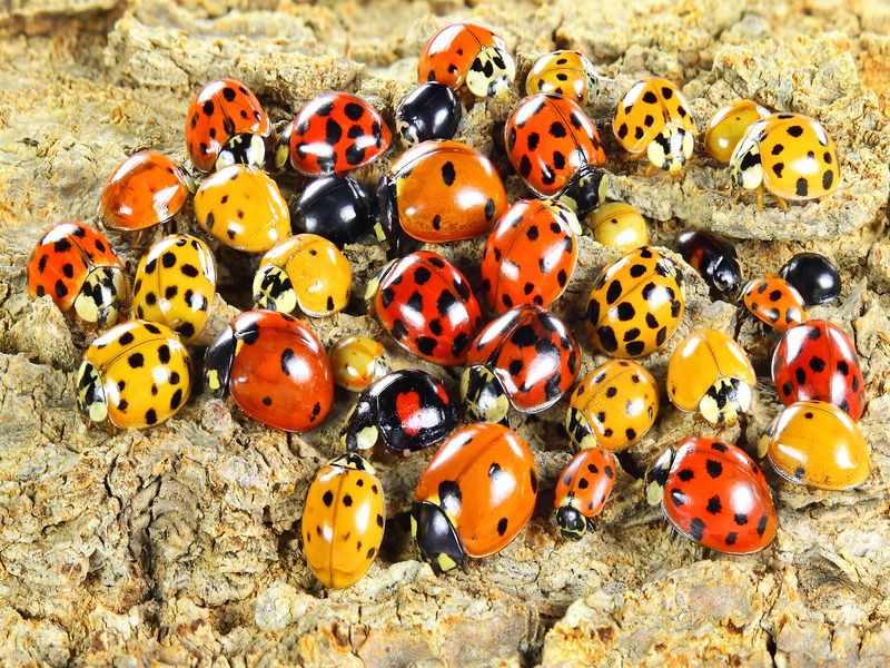 How Long Do Ladybugs Live? Do They Live Longer As Pets? | Kidadl