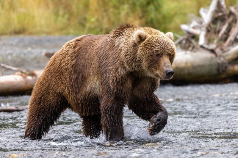 Kodiak brown bear walking through a stream