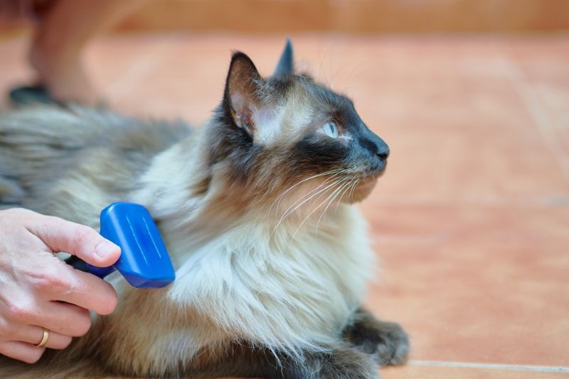 Person brushing their long haired Siamese cat