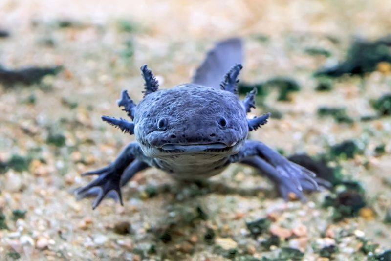 Cute axolotl salamander in water.
