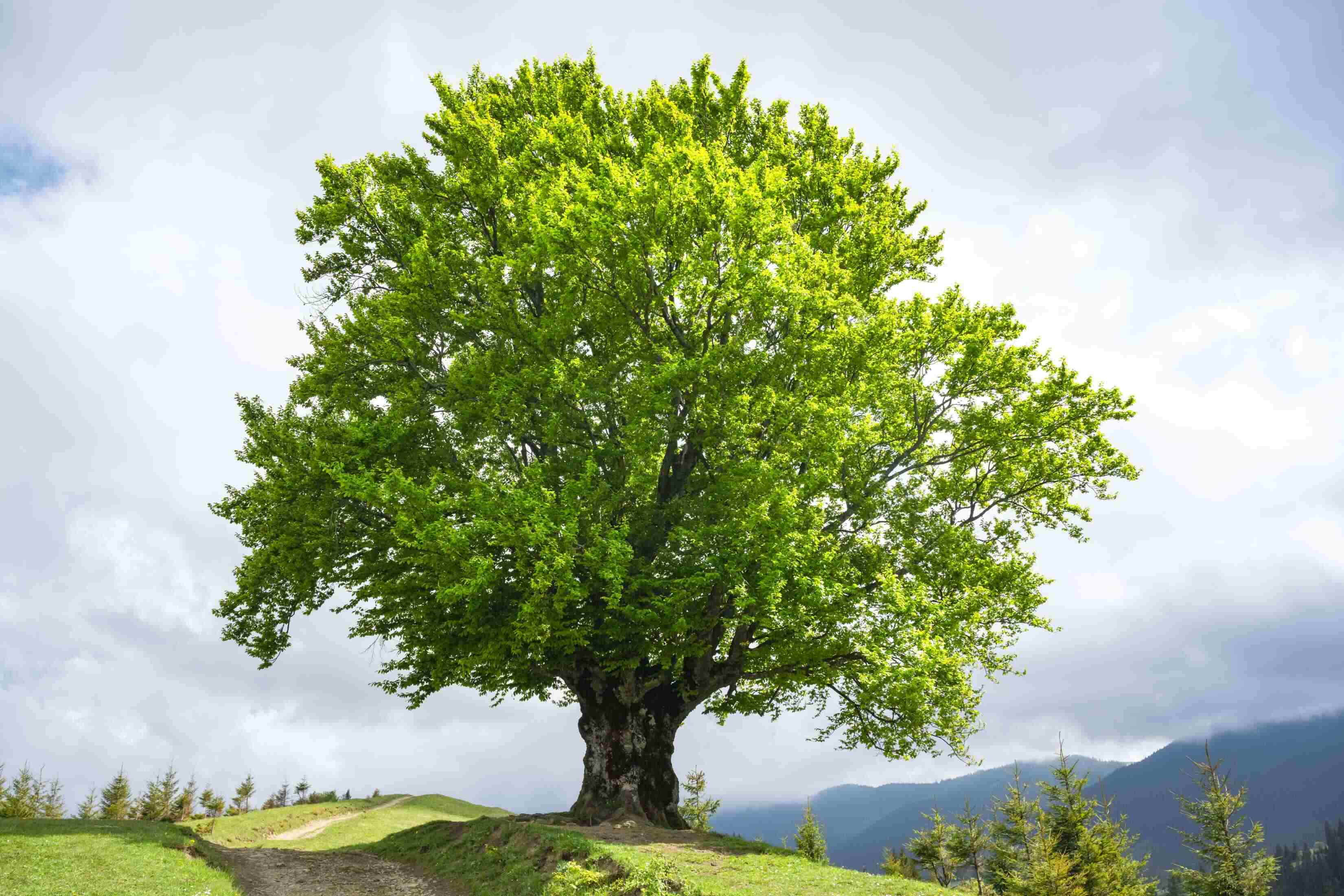 Large old beech tree with lush green leaves