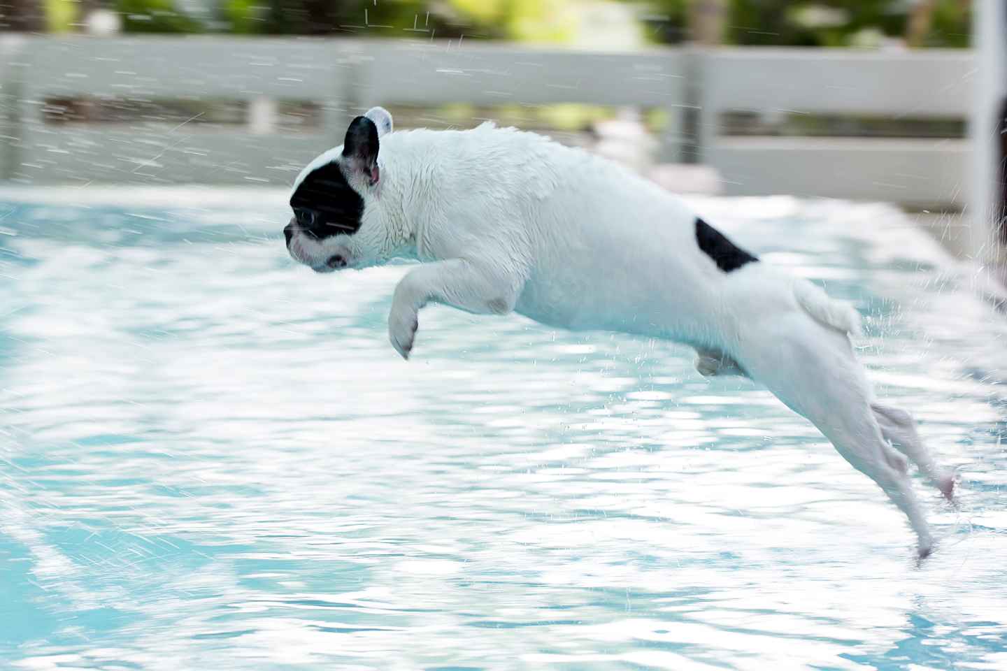 French Bulldog jumping into the pool.